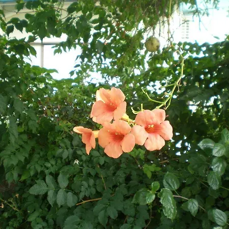 Olia Olga Lejlighed *