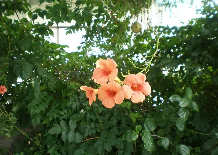 Olia Olga Apartament *